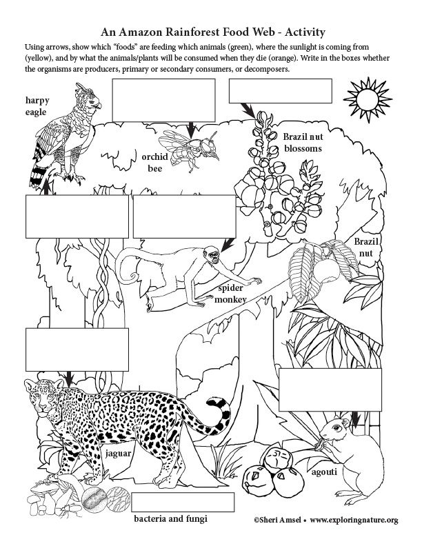 Color and learn about the rain forest food cycle with this engaging worksheet for kids Fourth Grade Rain Forest Food Web worksheet featuring snakes, butterflies, and leopards in a colorful forest scene