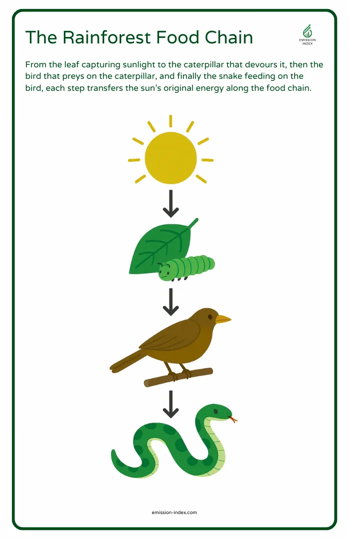 Color and learn about the rain forest food cycle with this engaging Division worksheet 15 Fourth Grade Rain Forest Food Web worksheet featuring snakes, butterflies, and leopards in a colorful forest scene