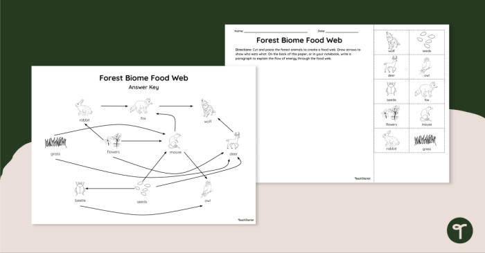 Colorful Rain Forest Food Chain activity for kids to explore division concepts in nature, image 6 Fourth Grade Rain Forest Food Web worksheet featuring snakes, butterflies, leopards, and other animals to color