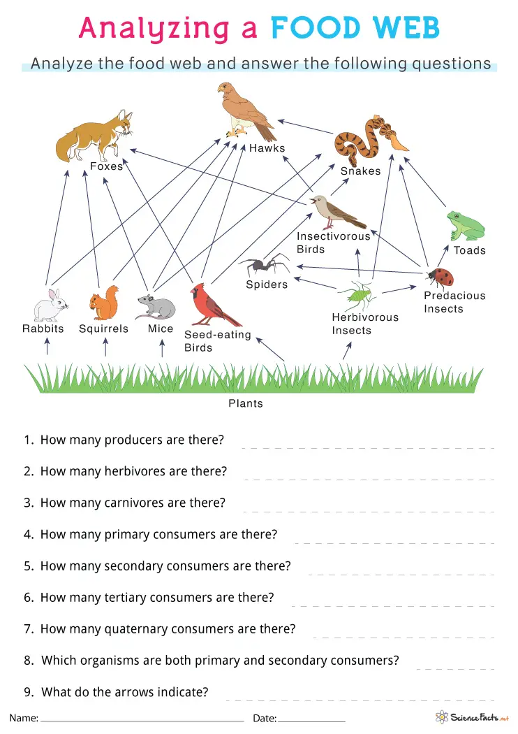 Colorful Rain Forest Food Chain activity for division skills, image 17 Fourth grade worksheet showing a rain forest food web with snakes, butterflies, and leopards to color