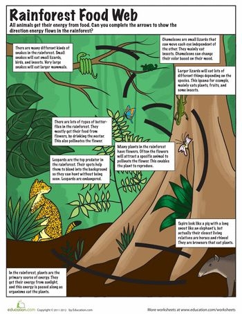 Educational Rain Forest Food Chain coloring activity for children learning division concepts Fourth Grade Rain Forest Food Web worksheet featuring snakes, butterflies, leopards, and forest animals to color