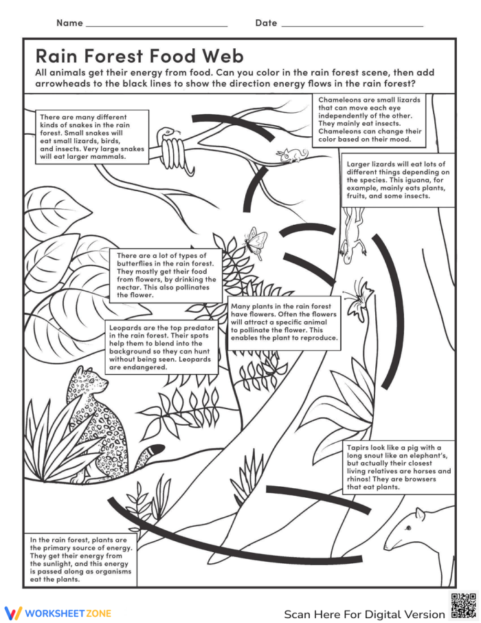 Coloring worksheet for learning about rain forest animal interactions and the food cycle, image 12 Fourth Grade Rain Forest Food Web worksheet featuring snakes, butterflies, and leopards in a coloring activity