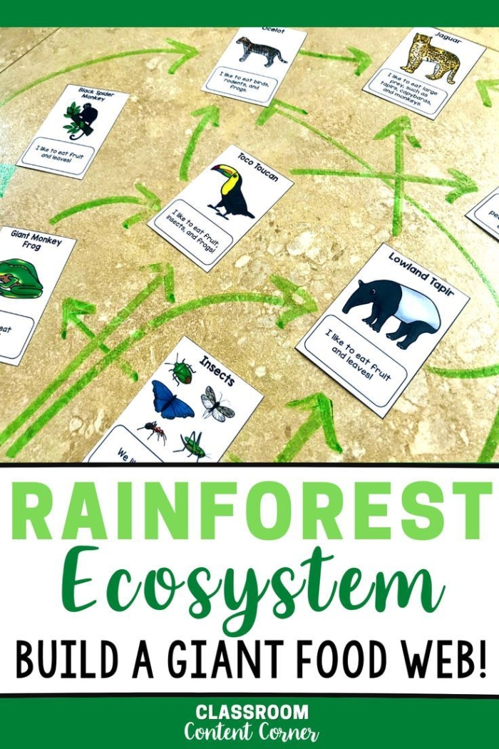 Interactive Rain Forest Food Chain activity for fourth graders with diverse forest creatures to color and learn Fourth grade Rain Forest Food Web worksheet featuring snakes, butterflies, leopards, and other animals in a coloring scene