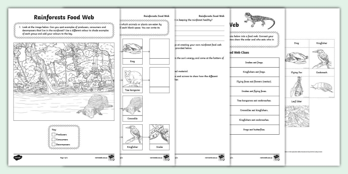 Colorful Rain Forest Food Chain scene for children to explore and learn about division skills Fourth Grade Rain Forest Food Web worksheet showing snakes, butterflies, and leopards in a coloring activity
