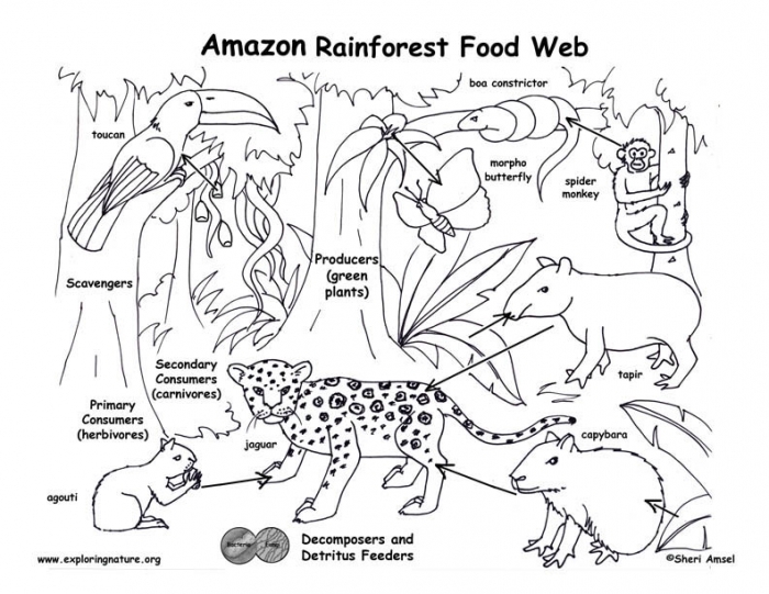 Colorful Rain Forest Food Cycle activity for kids learning division concepts in worksheet 20 Fourth Grade Rain Forest Food Web worksheet featuring snakes, butterflies, leopards, and other animals to color