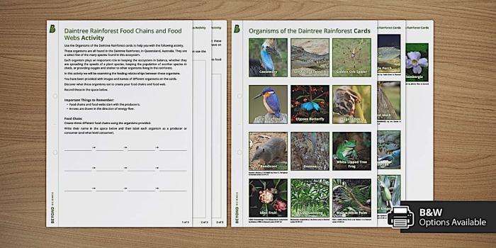 Colorful rain forest food chain activity featuring forest animals for kids to learn and explore Fourth grade worksheet illustrating a rain forest food web with snakes, butterflies, and leopards to color