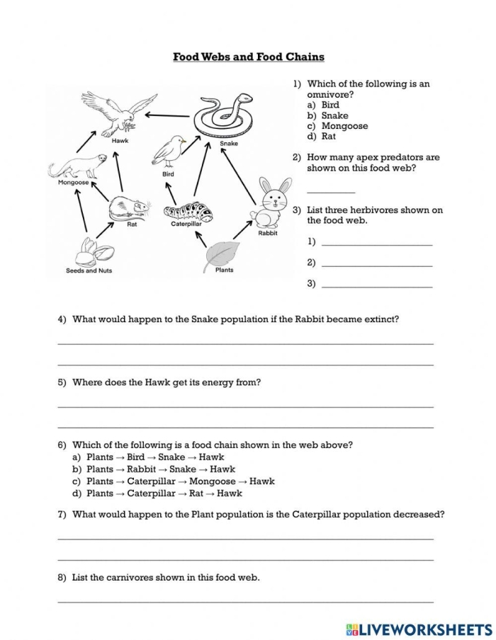 Educational Rain Forest Food Chain coloring worksheet for kids with various animals and insects, image 13 Fourth Grade Rain Forest Food Web worksheet showing snakes, butterflies, and leopards in a colorful forest scene