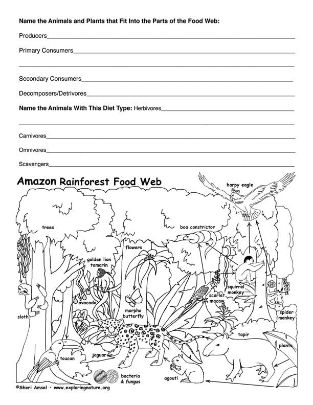 Educational Rain Forest Food Chain coloring activity for kids with diverse forest animals on worksheet 9 Fourth Grade Rain Forest Food Web worksheet featuring colorful snakes, butterflies, and leopards in their natural habitat