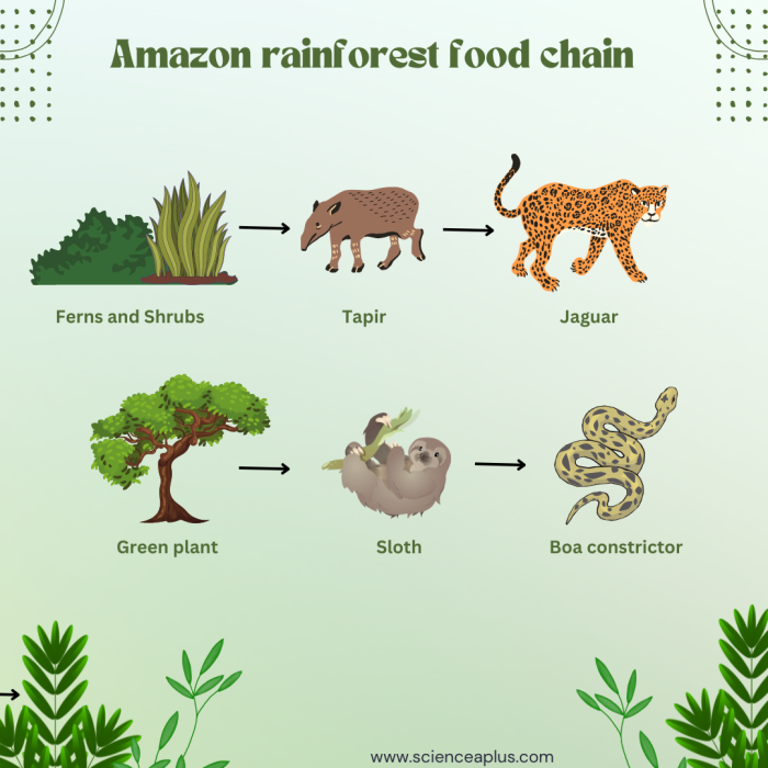 Educational Rain Forest Food Chain coloring page for kids learning division concepts Fourth Grade Rain Forest Food Web worksheet showing snakes, butterflies, and leopards in a colorful forest scene