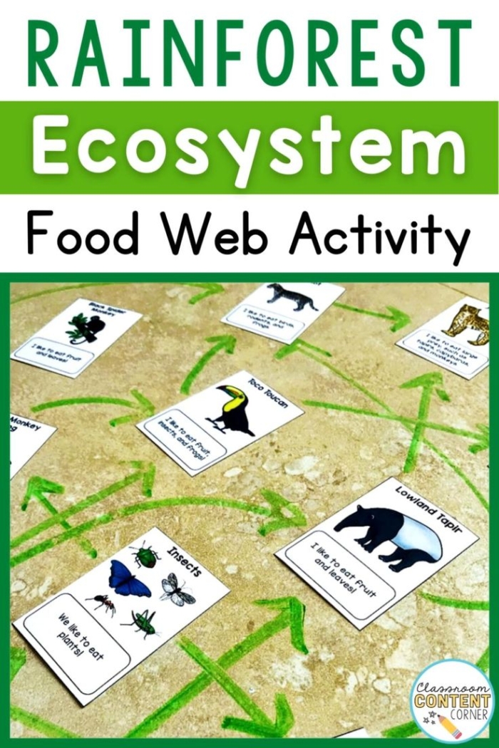 Interactive Rain Forest Food Chain activity for Division skills in Grade 4, image 4 Fourth Grade worksheet showing a colorful rain forest food web with snakes, butterflies, and leopards