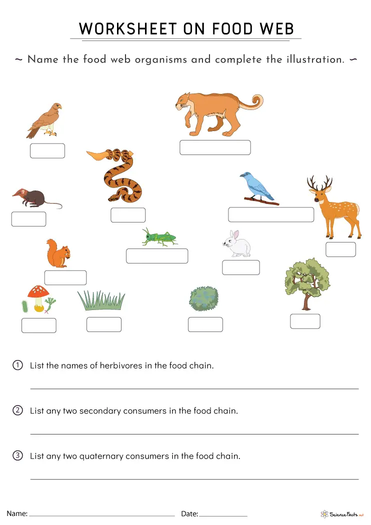 Rain Forest Food Web coloring worksheet for grade 4 with diverse forest animals and food cycle interactions Fourth Grade Rain Forest Food Web worksheet showing snakes, butterflies, and leopards in a colorful forest scene