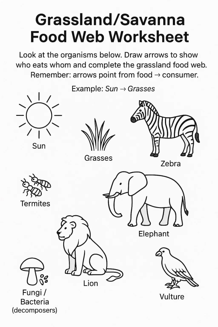 Interactive Rain Forest Food Web coloring activity for division skills practice Fourth grade worksheet showing a rain forest food web with snakes, butterflies, and leopards to color