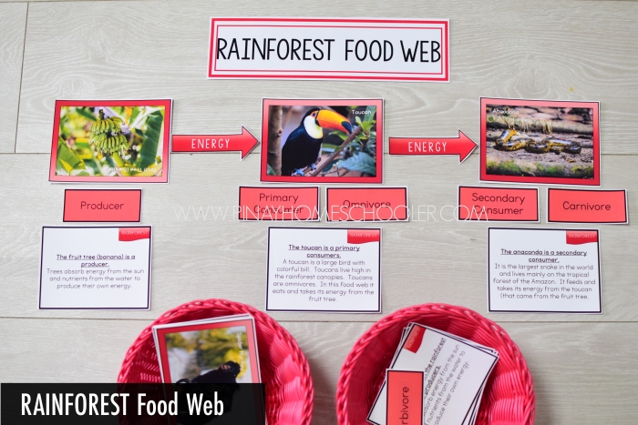 Interactive Rain Forest Food Chain coloring activity for division skills development Fourth Grade Rain Forest Food Web worksheet featuring snakes, butterflies, and leopards in a colorful forest scene