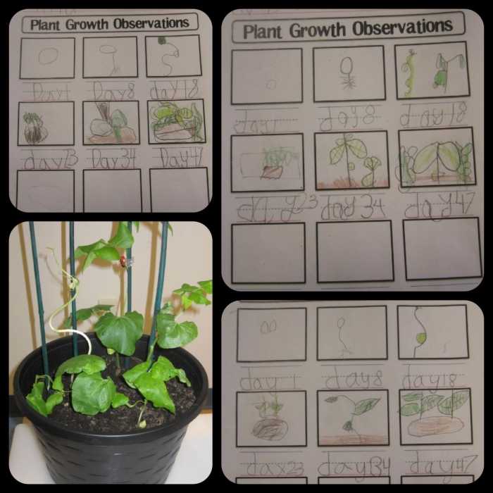Handwriting worksheet for Pre-K Recording Observations: What Do You See? worksheet for Pre-K
