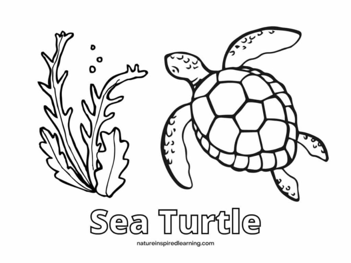 Sea Turtle Citations worksheet for fourth graders on paraphrasing and direct quotes Worksheet featuring a Sea Turtle activity for paraphrasing and quoting from text