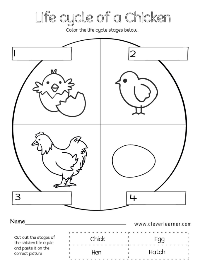Visual guide to understanding the life cycle of a chicken for grade two students in math class Illustration of a chicken's life cycle showing stages from egg to adult for second grade worksheet