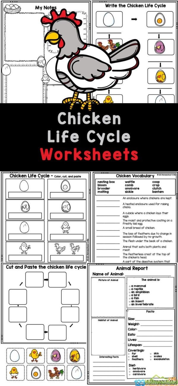 Educational worksheet on the life cycle of a chicken featuring vocabulary activities for grade 2 students A colorful worksheet showing the stages in a chicken's life cycle for second graders