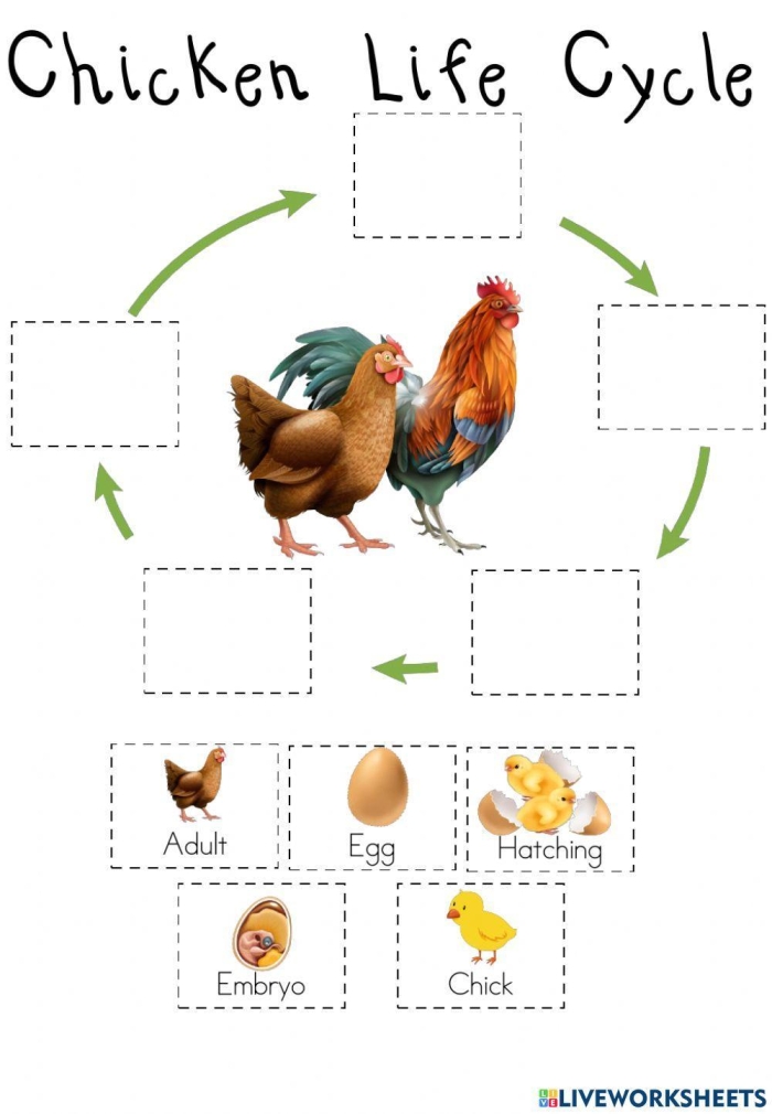 A Chicken's Life Cycle worksheet for learning key terms in second grade math and science Second grade worksheet illustrating the stages of a chicken's life cycle with vocabulary practice