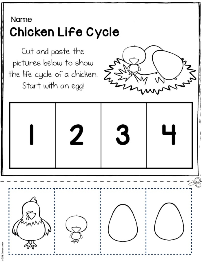 Life cycle of a chicken educational worksheet for second graders on academic words 21 Second grade worksheet showing the stages of a chicken's life cycle with vocabulary focus