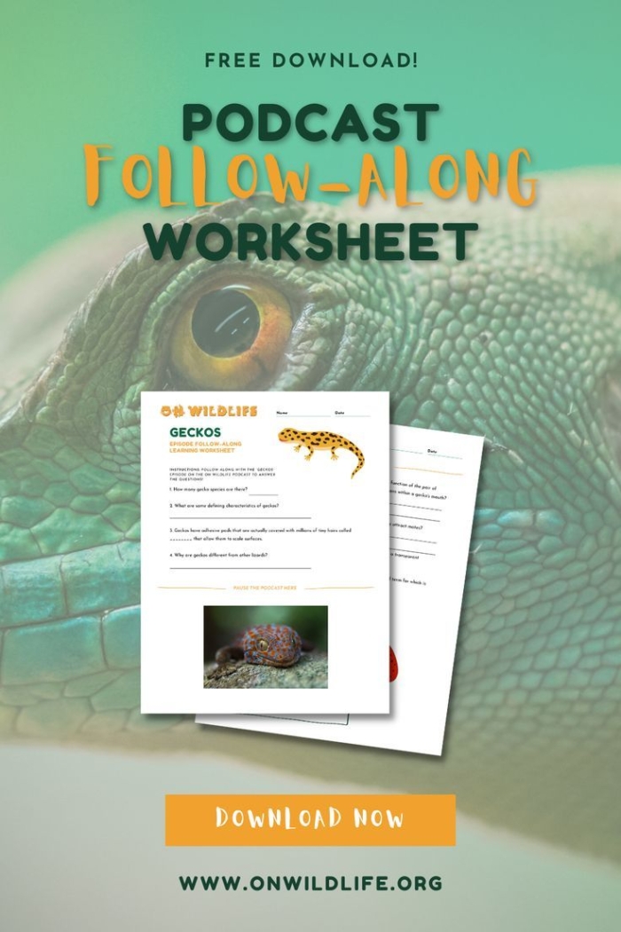 Engaging reading and writing activity about geckos for kids Colorful worksheet featuring fun facts about geckos for second graders