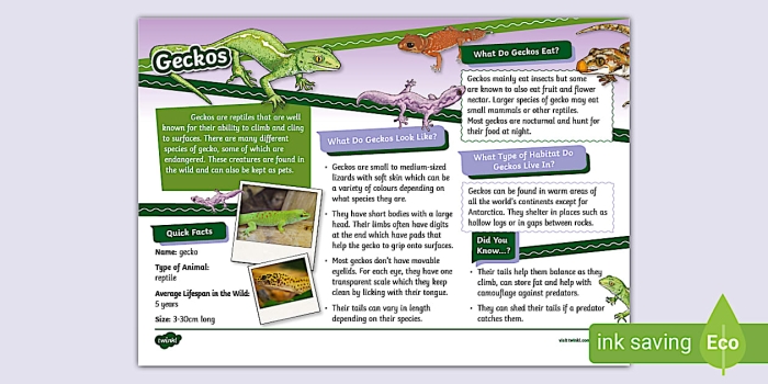 Explore fascinating gecko facts in this engaging reading and writing activity Colorful worksheet featuring fun facts about geckos for second graders