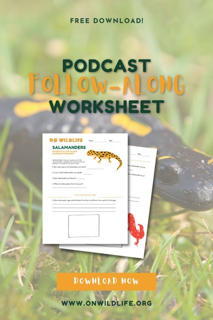 Engaging reading and writing worksheet on geckos for young learners Colorful worksheet featuring interesting facts about geckos for second graders