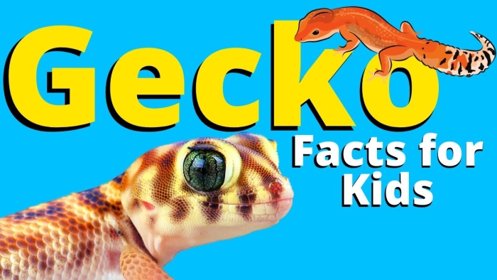 Engaging reading and writing activity on gecko facts for young learners Colorful worksheet featuring interesting facts about geckos for second graders