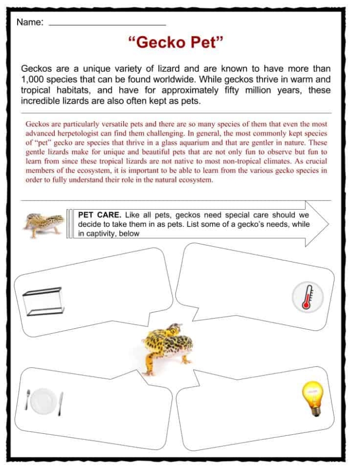 Engaging reading and writing activity about geckos for young learners Colorful worksheet featuring interesting facts about geckos for second graders