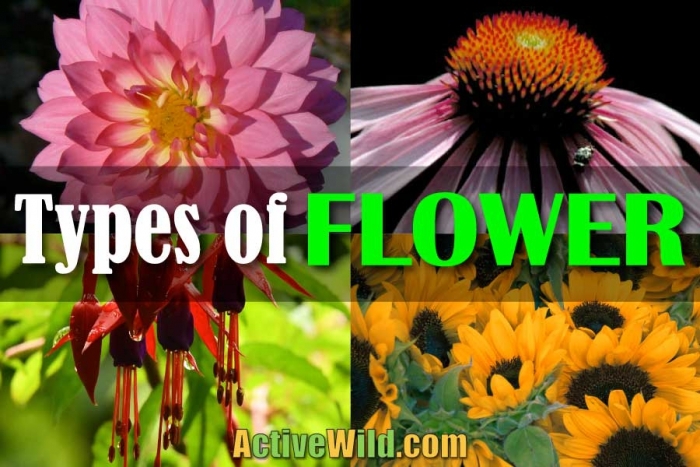 Visual activity showing flower import data from European countries for young learners Second grade worksheet comparing tulip and daisy pictographs for word problems