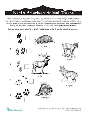North American animal footprints matching activity for third grade decimals practice