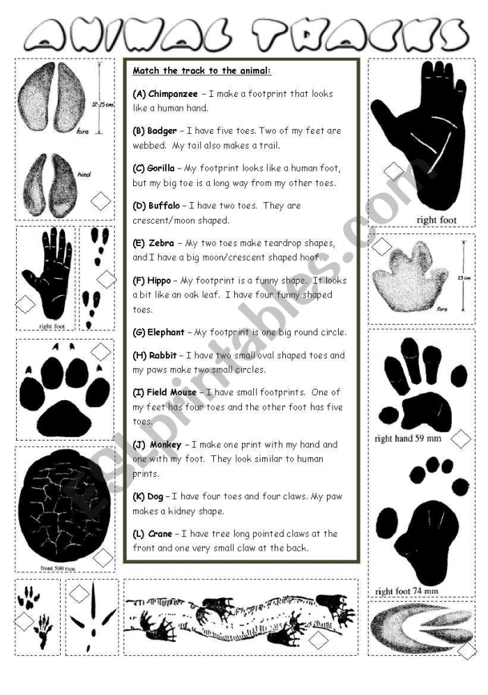 Students matching North American animal tracks to corresponding animals in a third grade worksheet