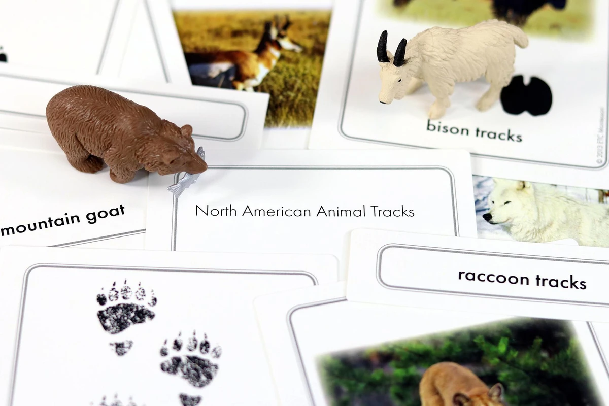 Third grade worksheet matching North American animal footprints to their animals