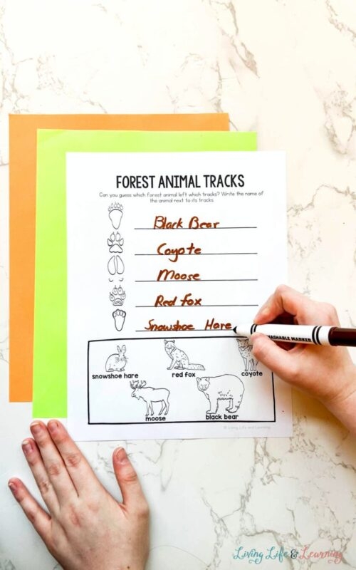 Third Grade worksheet showing North American animal tracks for matching activities