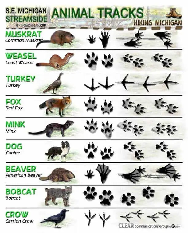 Third Grade worksheet matching North American animal tracks to their animals